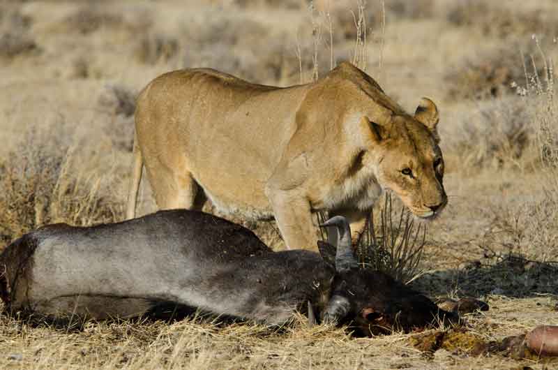 52 - Namibia - leones comiendo - parque nacional de Etosha